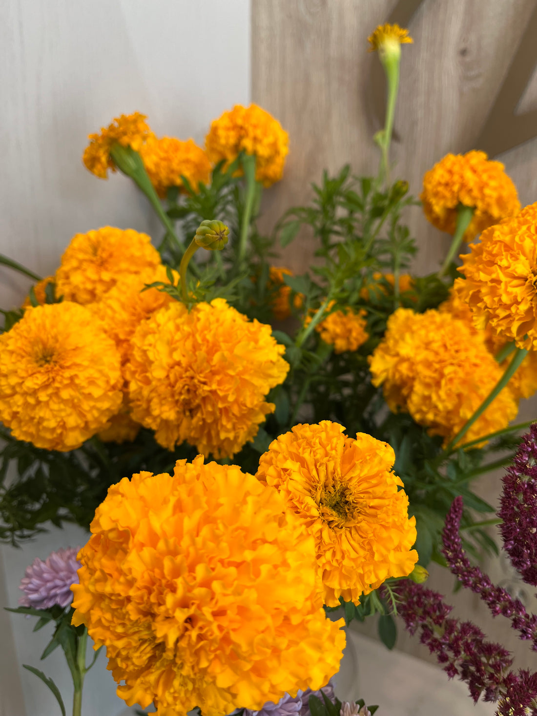 Orange, Marigold, Stem, Sego Lily