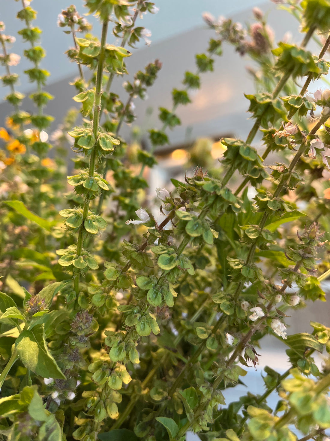 Greenery, Lemon Basil, Stem, Three Sprouts