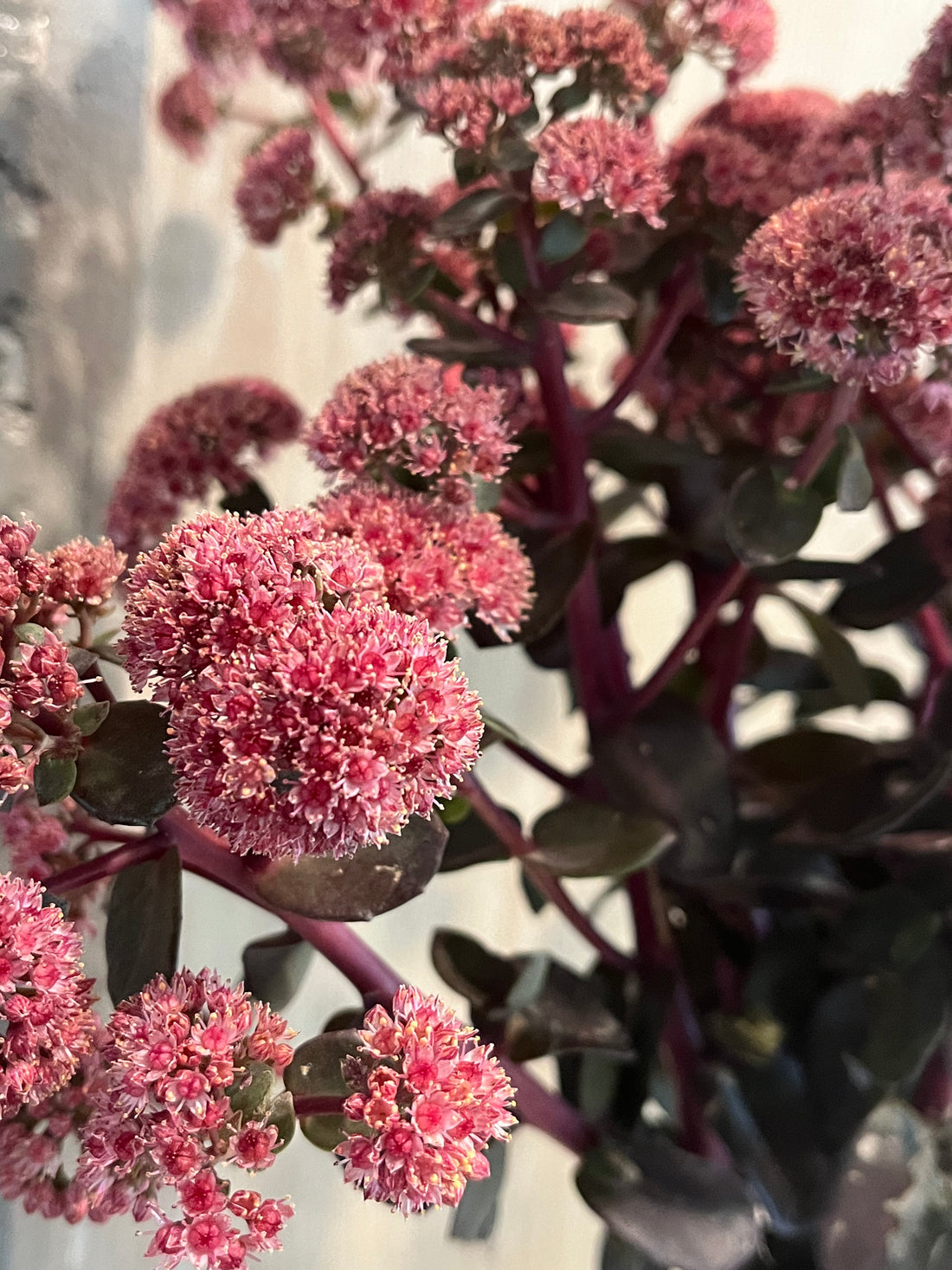 Burgundy, Sedum, Stem, Sego Lily
