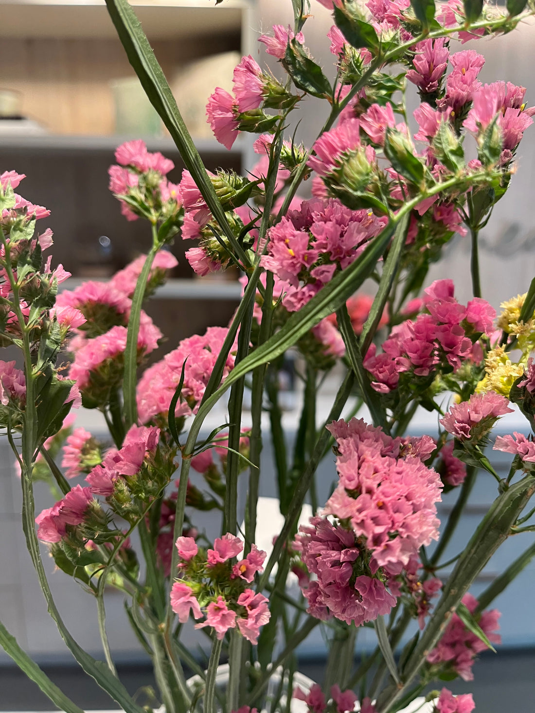 Pink, Statice, Stem, Cherry Petals