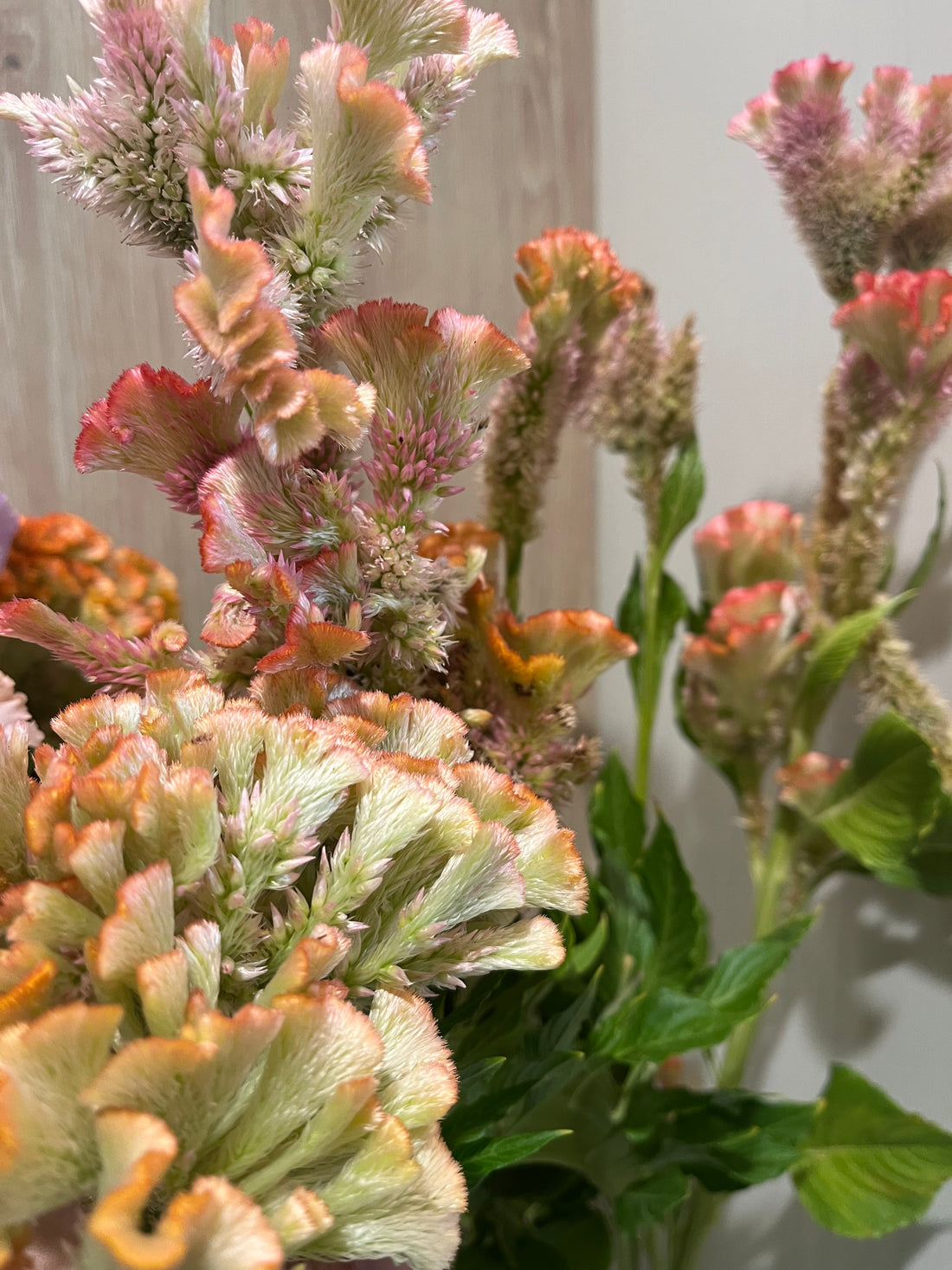 Peach, Cockscomb Celosia, Stem, Sego Lily